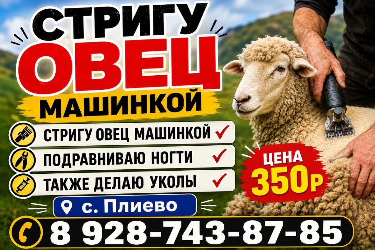 Стрижка овец