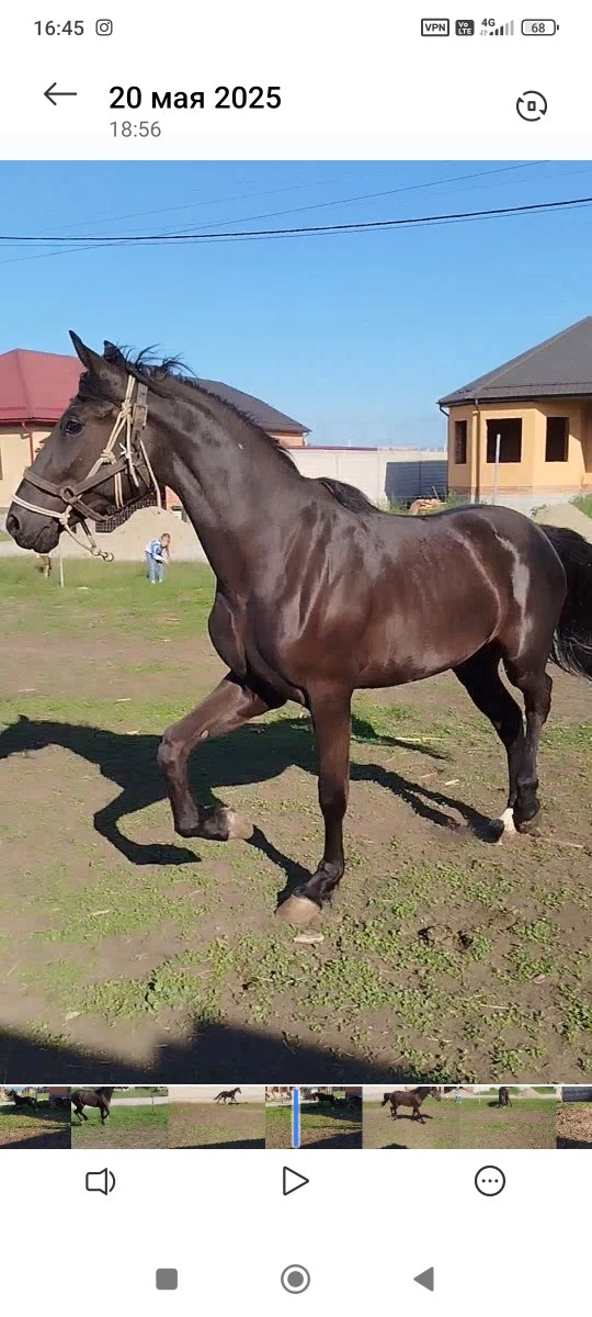 Продам кобылку Английская полукровная